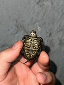 Hi White Concentric Diamondback Terrapin 2023