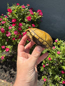 Yellow Mud Turtle Adult Female