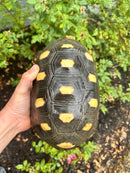 Red Foot Tortoise Adult Female