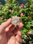 Albino Florida Snapping Turtle 2026