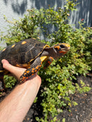 Red Foot Tortoise Adult Male