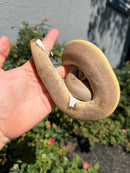 Banana Ball Python Mixed Morph Male