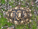South African Giant Leopard Tortoise Adult Female