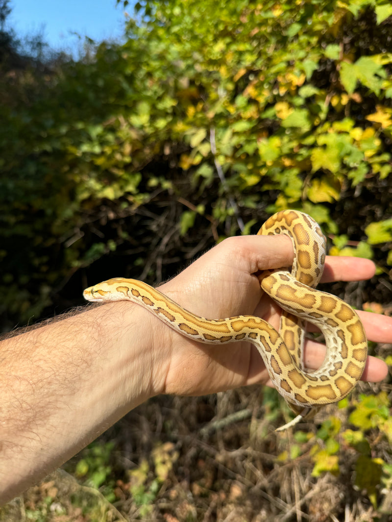 Hypo Burmese Python Male