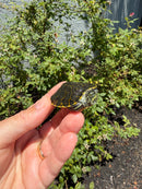 Florida Red Bellied Turtle X Peacock Slider