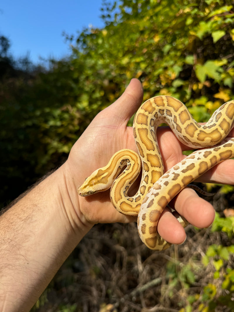 Hypo Burmese Python Male