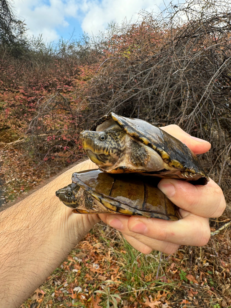 Stripe-necked Musk Turtle Adult Pair