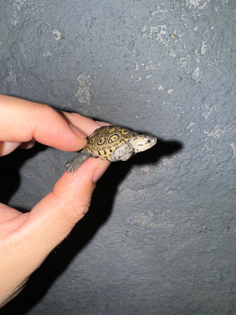 Hi White Concentric Diamondback Terrapin 2024