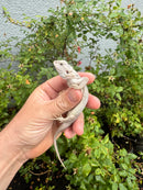 Hypo Zero Bearded Dragon