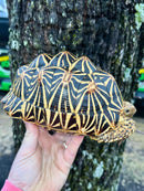 Indian Star Tortoise 2019