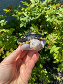 Ornate Diamondback Terrapin Female