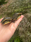 Yellow-headed Temple Turtle Babies (Heosemys annandalii)