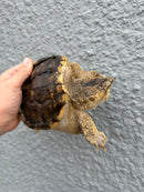 Hypomelanistic Common Snapping Turtle 2024