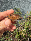 Northern Keeled Box Turtle Baby
