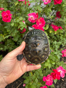 Adult Mississippi  Diamondback Terrapin Male