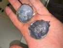 Charcoal Spiny Softshell Turtle
