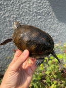 Franco-Italian Pond Turtle Adult Female