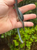 Florida Blue Garter Snake Juvenile Female