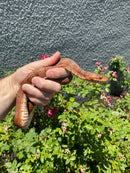 Red Salt Marsh Water Snake Adult Female