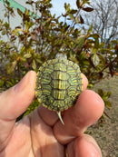 Mitch Clown Red Eared Slider Turtle