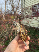 Desert Box Turtle Adult Female CB