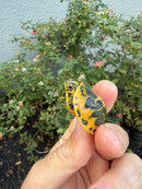 Golden Flame Florida Red Bellied Turtle 2026