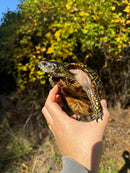 Florida Box Turtle Adult Male