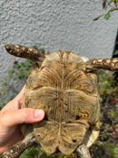 Mesopotamian Greek Tortoise Adult Female