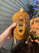 Forstens Tortoise Adult  Male 10 (Indotestudo forstenii)
