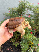 Hypomelanistic Common Snapping Turtle 2024