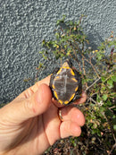 Northern Keeled Box Turtle Baby