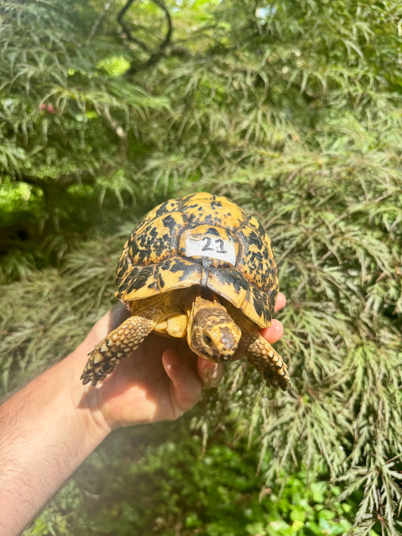Libyan Greek Tortoise Adult Female