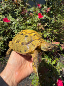 Eastern Hermann's Tortoise Adult Male