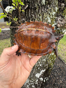 Spiny Hill Turtle CB 2024