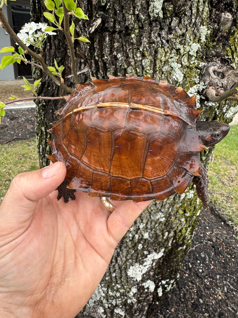 Spiny Hill Turtles For Sale | American Reptile Distributors