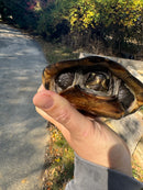 Black Marsh Turtle Adult Female