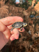 HI YELLOW Florida Box Turtle Baby