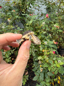 Hypomelanistic Common Snapping Turtle 2026