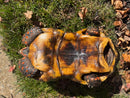 Barbados Red Foot Tortoise Adult Male