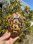 Libyan Greek Tortoise Adult Male