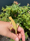 Crimson Red Albino Green Iguana 2026