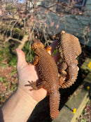 Super Red Niger Uromastyx Adult Pair