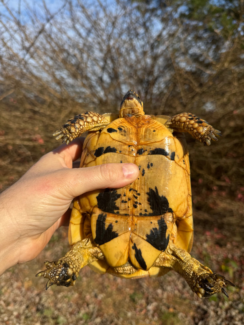 Libyan Greek Tortoise Adult Female