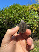 Hi White Concentric Diamondback Terrapin 2025