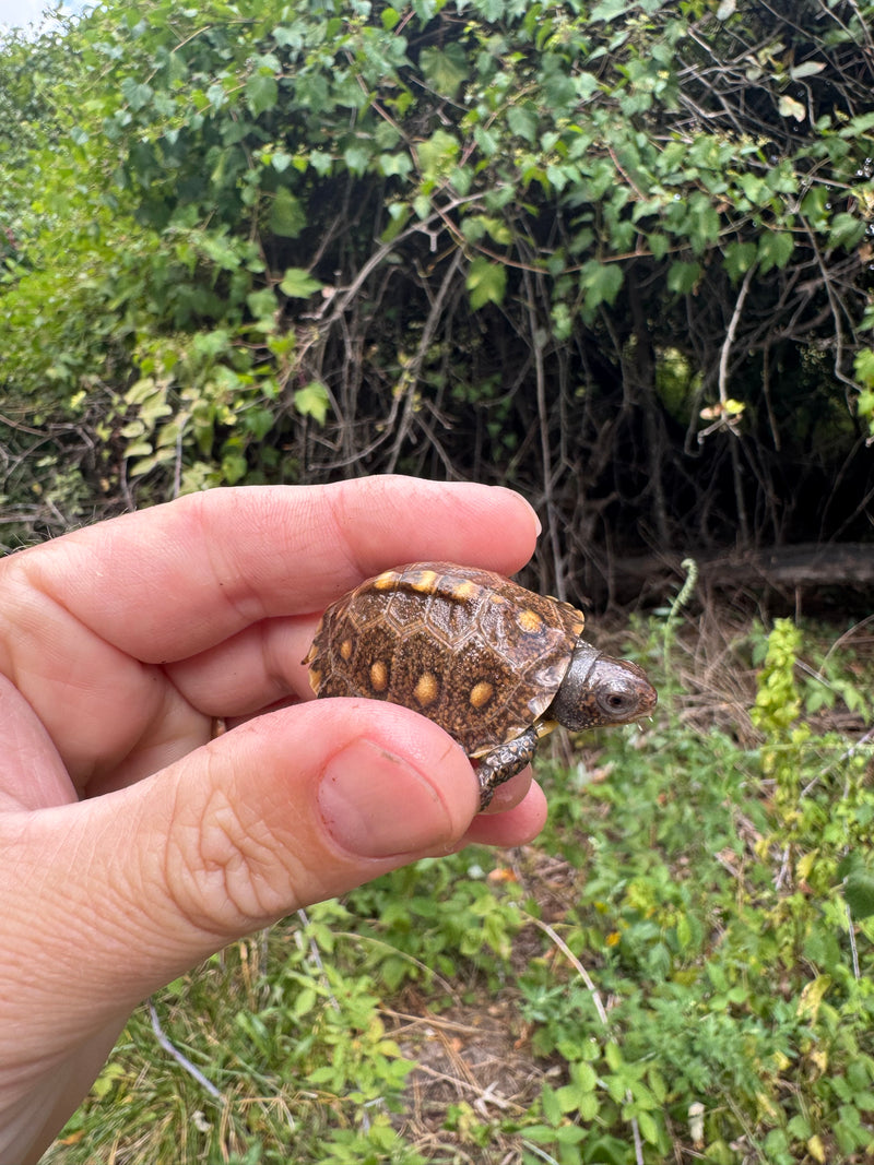 Hi Color Yellow Baby Eastern Box Turtle
