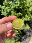 Mitch Clown Red Eared Slider Turtle