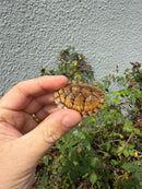 Hypo Stripe-necked Musk Turtle SUB Adult Female