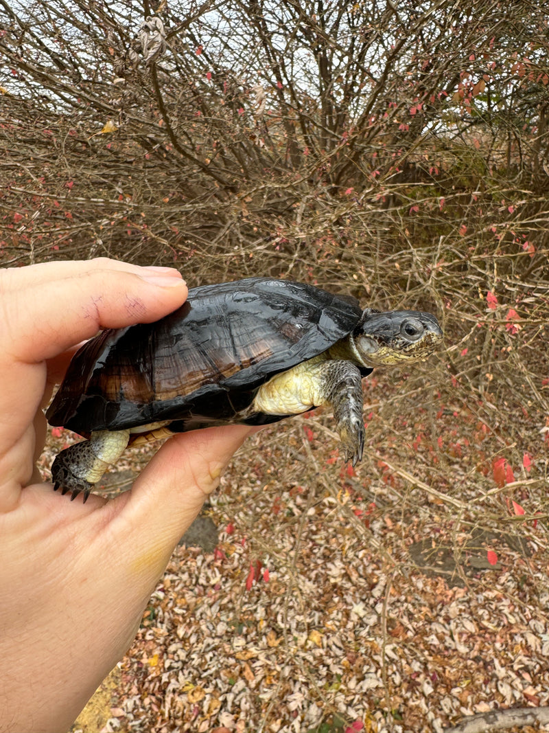 African Dwarf Mud Turtle Adult Female