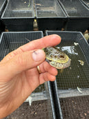 Parker's Snake Neck Turtle Baby