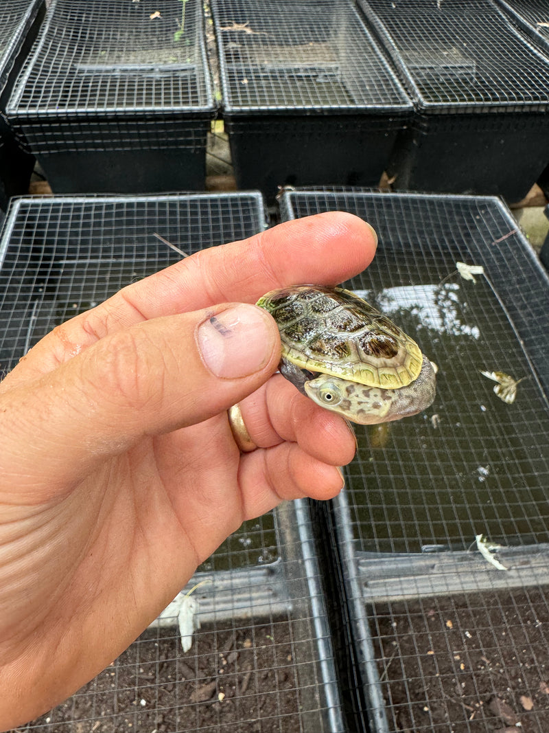 Parker's Snake Neck Turtle Baby